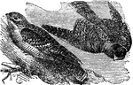 A bird found extensively in North America, belonging to the family of goatsuckers. It is a value for its destruction of large insects and beetles, upon which it feeds.