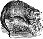 A class of carnivorous mammals of the weasel family, which includes about twenty species that vary greatly in size. The common otter measures a little over two feet from nose to tail. It has a tail about fifteen inches long, soft fr of a brownish color, webbed feet adapted for swimming, and weighs about twenty pounds. Otters are found along the shores and streams and lakes, where they construct holes and channels through the ground, and subsist by feeding on fish, small birds, frogs, and other aquatic animals.