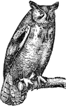 A large group of birds of prey, including fully 150 species, about forty of which inhabit America. They are distinguished chiefly on account of their nocturnl habits. The different species have a short head, a circular or triangular facial disc, large eyes and ears, the outer toe reversible, aand, owing to the soft plumage, a noiseless flight.