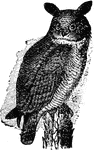 A large group of birds of prey, including fully 150 species, about forty of which inhabit America. They are distinguished chiefly on account of their nocturnl habits. The different species have a short head, a circular or triangular facial disc, large eyes and ears, the outer toe reversible, aand, owing to the soft plumage, a noiseless flight.
