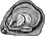 An edible bivavle mollusk, closely allied to the mussels, and which forms an important article of commerce. Oysters are found near the shores of salt and brackish water, where they are moored by the left shell to stones or other hard substances. They feed principally on microscopic beings an particles of organic matter which they take in from the currents of water by the mouth at the hinge end of the shell.