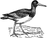 A wading bird closely allied to the plover. it is easily known from its red feet and bill, the latter being twice as long as the head. The plumage is black and white and the wings are long and pointed. Its bill is truncated at the end and has the shape of a wedge. The bird measures about sixteen inches in length.