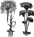 A genus of rushlike plants of the sedge family, growing in marshy places from root-stalks. The stem grows to a height of from six to fifteen feet. It is naked, except near the root, and at the top is a bunch of leaves formed much like an umbrella. The flowers occur on scaly spikelets and are surrounded by long bracts, and the seeds are three-cornered.