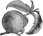 A class of fruit trees including many varieties, and cultivated in all the countries having a warm or temperate climate. Some writers have classed the peach tree as a distinct genus, while others consider it allied to the almond, cherry, and plum.