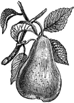 A fruit tree belonging to the same genus as the apple, and cultivated extensively for its fruit. It is native to Eurasia, where it may be found in many regions still growing wild, either in the form of a shrub or a tree.
