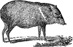 A genus of animals allied to the swine, and found extensively in South America and the southern parts of North America. There are two well known species, the white-lipped