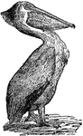 A genus of webfooted water birds remarkable for their broad bill with a pouch under it. The bill is flattened, nearly straight, and very long. At the end of the upper mandible is a hook curving over the tip of the lower one.