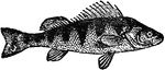A genus of fish including many species, and found widely distributed both in salt and fresh water. They are especially abundant in the northern part of the United States and Canada, and are found in the ponds, rivers, and lakes of nothern Eurasia and off the coast of these and other regions.
