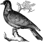 A group of rasorial birds found widely distributed, but most abundant in the tropical countries. They include many varieties, varying greatly in color and habit.