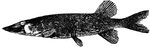 A genus of fishes found in the freshwater bodies of America and Eurasia. Most species have a long body and flat back, and taper toward the tail with more than ordinary abruptness. Cycloid scales cover the body. The mouth is large, with the lower jaw projecting, and there is a large and powerful array of teeth.
