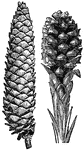 A cone that contains the reproductive structures. The familiar woody cone is the seed-producing female cone. The male cones, which produces pollen, are usually herbaceous and much less conspicuous even at full maturity.