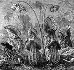 A group of plants remarkable for having leaves or petioles formed like pitchers, and in which more or less fluid is stored. There are two general divisions, known as the American and East Indian pitcher plant families.