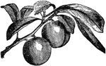 A class of fruit trees belonging to the same genus as the apricot, almond, peach, and cherry, and cultivated in all countries.