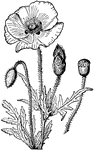 A genus of plants, which are native chiefly to the warmer regions of Eurasia. They occur in many parts of Europe as weeds, but some species have been improved by propagation and are cultivated as ornamental plants and for the production of poppy oil and opium.