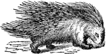 A rodent quadruped. It has coarse hair thickly interspersed with erectile quill-like spines, especiall on the rump and tail, which it uses as a means of defense.
