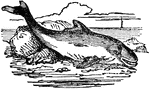 A sea mammal of the dolphin family, found extensively off the coasts of North America and Europe and in the Arctic regions.