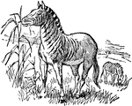 The quagga is an extinct subspecies of the plains zebra, which was once found in great numbers in south Africa's Cape Province and the southern part of the Orange Free State.