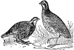 A class of birds of the partridge family, differing from other partridges mainly in being smaller and having longer wings and a shorter tail.