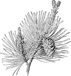 A scotch pine. <em>a</em>: A twig showing a staminate catkins, pistillate catkins, a cone, and needles.