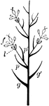 A diagrammatic representation of a several-flowered grass spikelet. <em>g</em>: Glumes. <em>p</em>: Palets. <em>l</em>: Lodicules. <em>f</em>: Flower. The axis is much lengthened to separate the flowers.