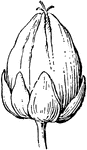 Fruit from a buckwheat <em>(Fagopyrum esculentum)</em>.