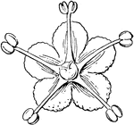 A flower from a pigweed <em>(Chenopodium album)</em>.