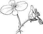 A Begonia flower. <em>a</em>: Staminate flower. <em>b</em>: Pistillate flower.