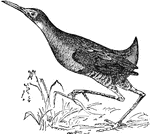A genus of birds that includes about 150 species, whih are distributed throughout the world. They include the rails proper, the water hens, the coots, and the crakes.