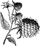 A shrubby plant belonging to the same genus as the blackberry. It is cultivated extensively as a garden fruit.