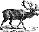 A species of mammals of the deer family, native to the northern regions of Eurasia. It has long been domesticated in Scandinavia, especially among the Laplanders, and in the northern parts of Asia, but is still found in the wild state in Spitzbergen and other sections of northern Eurasia.
