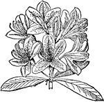 An extensive genus of shrubs of the heath family. The leaves are usually alternate and evergreen in some species, and the flowers are in clusters and often variously colored.
