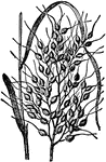 An annual cereal plant native to India, but now extensively naturalized and cultivated for its seed.