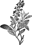 An extensive genus of plants of the mint family, which are widely distributed in warm regions, embracing 450 species. Most varieties are perennials of a shrubby nature.