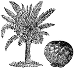 An article of food obtained from the inner portion of the bark of several species of palm trees. The sage-bearing palms thrive in the East and West Indies, the Bahamas, and New Guinea.