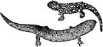 A class of animals allied to the newts, which closely resemble the lizards. Many species have been described. All have an elongated body, long tail, and four legs.
