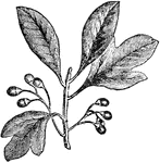 An extensive genus of plants, several of whose species are noted for the medicinal virtues of their roots.