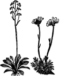 An extensive genus of hardy perennial herbs, with alternate leaves and simple flower-stems. They are distinguished by a many-seeded capsule, have leaves six to seven inches long, and the stalks are one to two feet high.