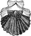The name of several species of shell-fish, so called from their round, ribbed shell with scalloped edges. They are classes as bivalves, having shells connected at the upper side with a hinge.