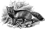 A variety or subspecies of common fox, having a longitudinal dark dorsal area decussating with a dark area across the shoulders.