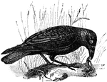 A large crow.
