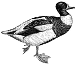 This duck is generally found in sandy, marshy land and moist meadows near the sea.