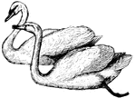 The swan has been an object of admiration for its graceful neck, oval head, prominent beak, soft, and white plumage.
