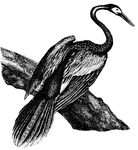 The head of the anhinga is slender and cylindrical, on a slim and excessively long neck, which makes it resemble a snake when in the water.