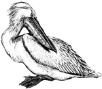 Pelicans often travel in considerable flocks, visiting the mouths of rivers or sea coasts.