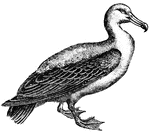 The Albatross is the largest and most bulky of all the birds which fly over the surface of the sea.