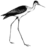 The stilt has a very long, slender bill. It gets its name from its very long legs.