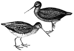 The snipe does not live so solitary a life as the Woodcock; it is occasionally seen in flocks.