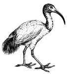 Wading birds with long, slender bills found in warmer climates of both hemispheres. The Sacred ibis of the ancient Egyptians is white in color with long glossy, black plumes on the wings.
