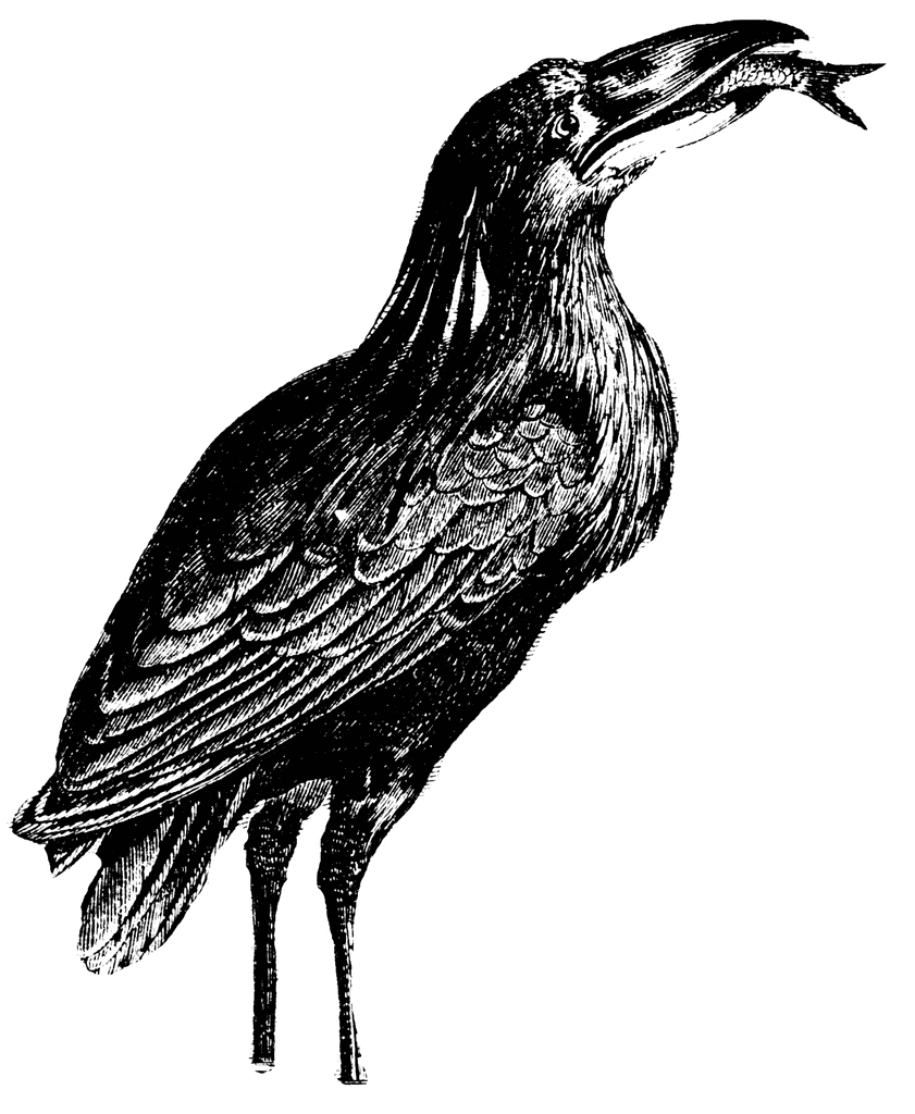 Boatbill Heron | ClipArt ETC