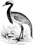 Cranes are essentially migratory birds and can travel great distances without eating.